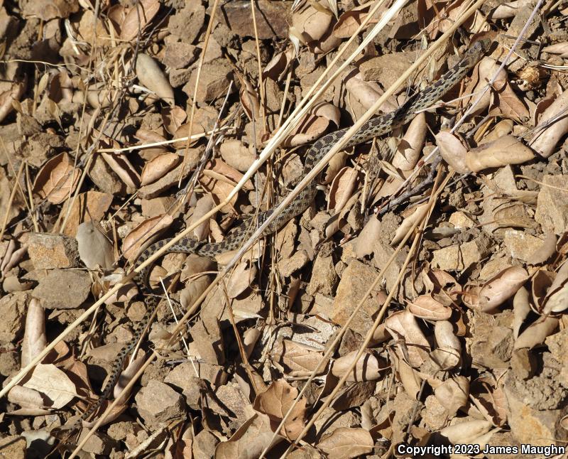 Pacific Gopher Snake (Pituophis catenifer catenifer)