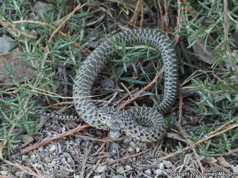 Pacific Gopher Snake (Pituophis catenifer catenifer)