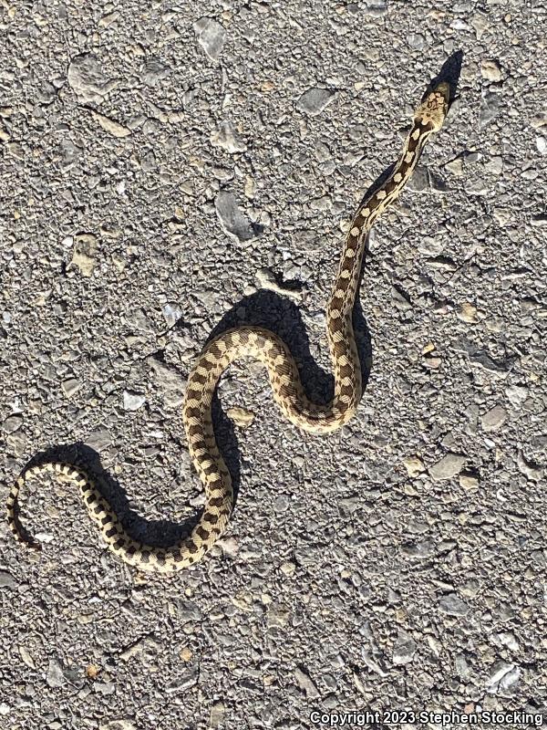 Great Basin Gopher Snake (Pituophis catenifer deserticola)