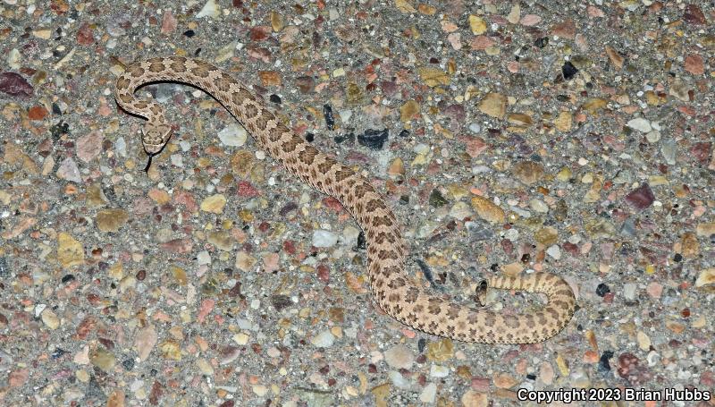 Prairie Rattlesnake (Crotalus viridis)