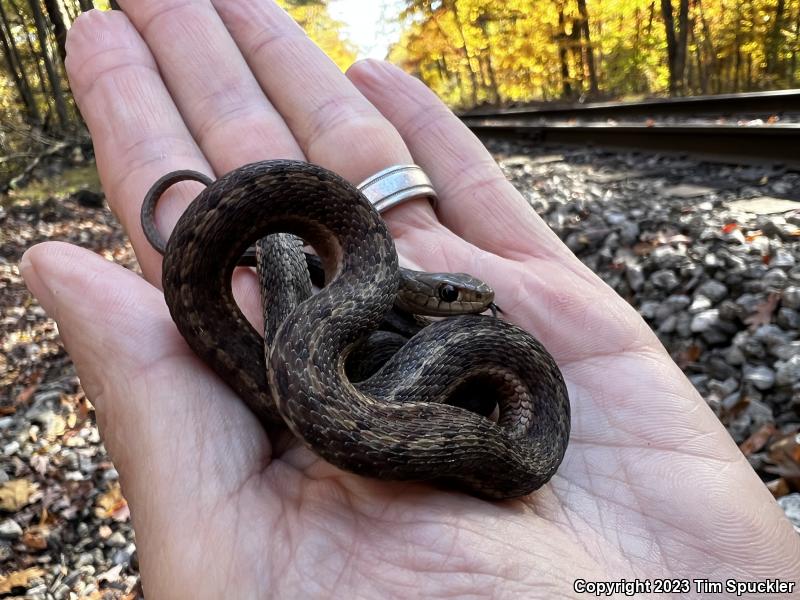 Eastern Gartersnake (Thamnophis sirtalis sirtalis)