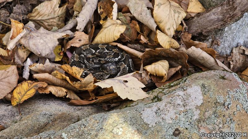 Timber Rattlesnake (Crotalus horridus)