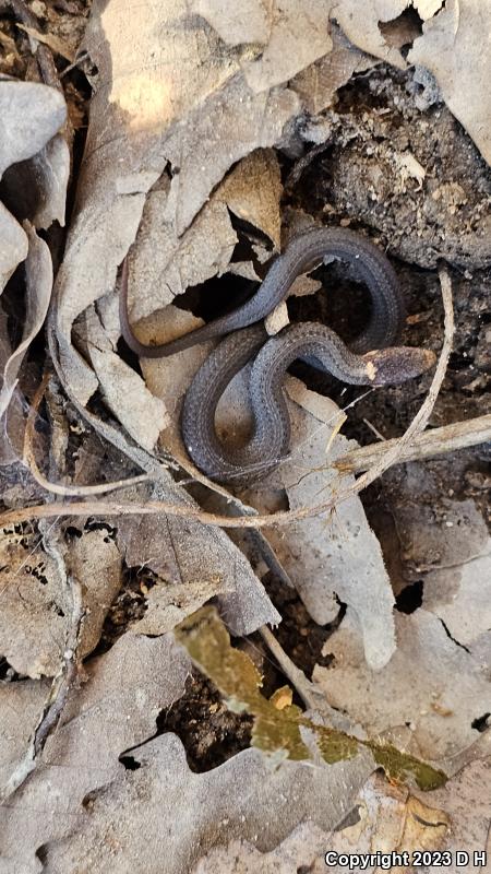 Northern Red-bellied Snake (Storeria occipitomaculata occipitomaculata)