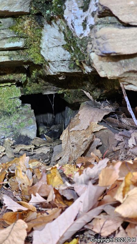 Timber Rattlesnake (Crotalus horridus)