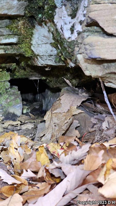 Timber Rattlesnake (Crotalus horridus)