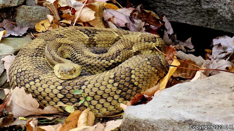 Timber Rattlesnake (Crotalus horridus)