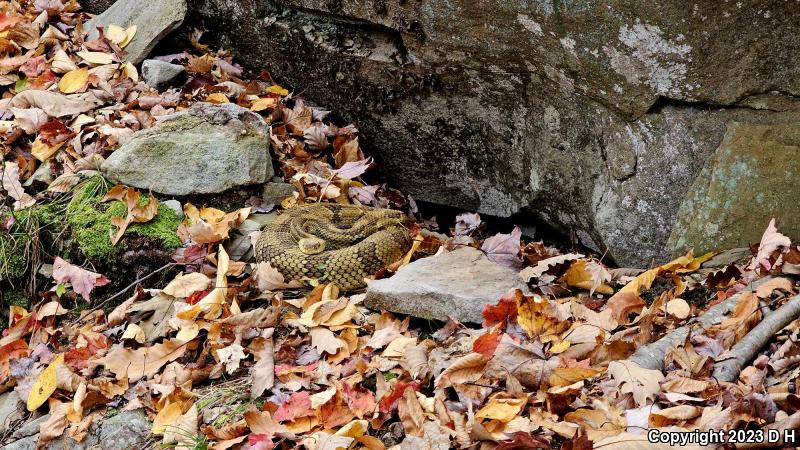 Timber Rattlesnake (Crotalus horridus)