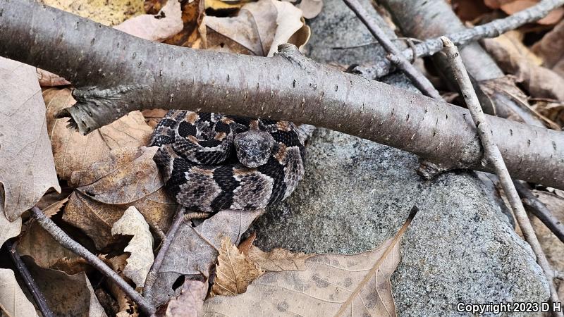 Timber Rattlesnake (Crotalus horridus)