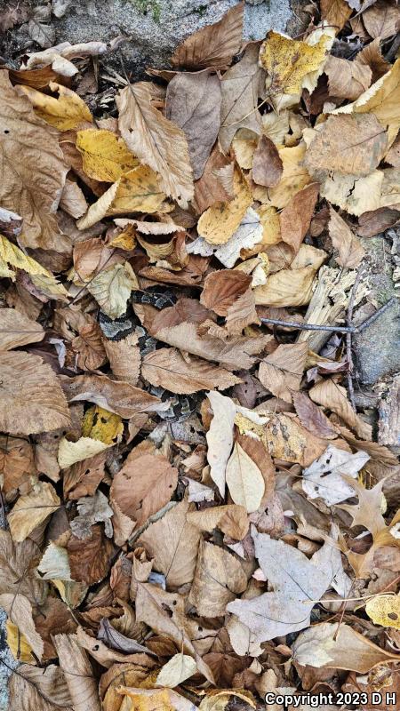 Timber Rattlesnake (Crotalus horridus)