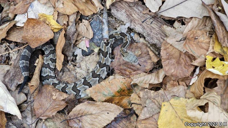 Timber Rattlesnake (Crotalus horridus)