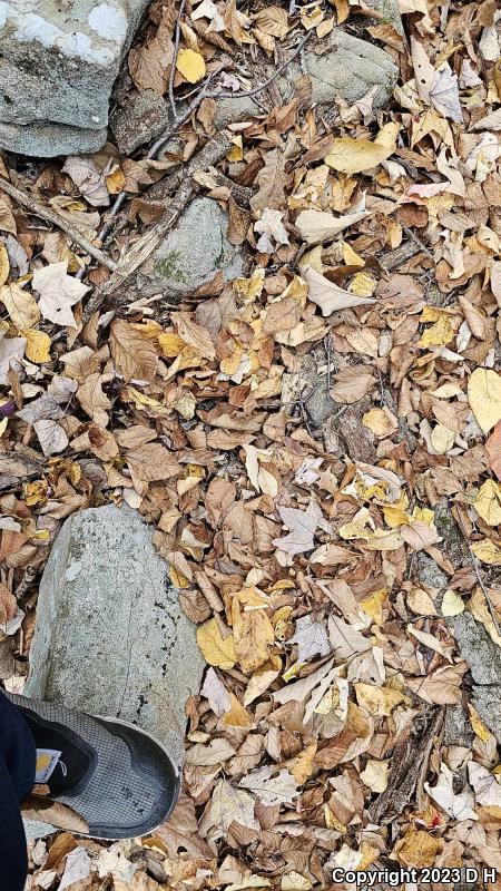 Timber Rattlesnake (Crotalus horridus)