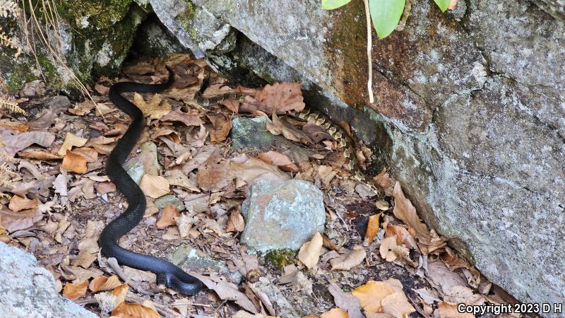 Timber Rattlesnake (Crotalus horridus)