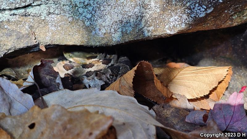 Timber Rattlesnake (Crotalus horridus)