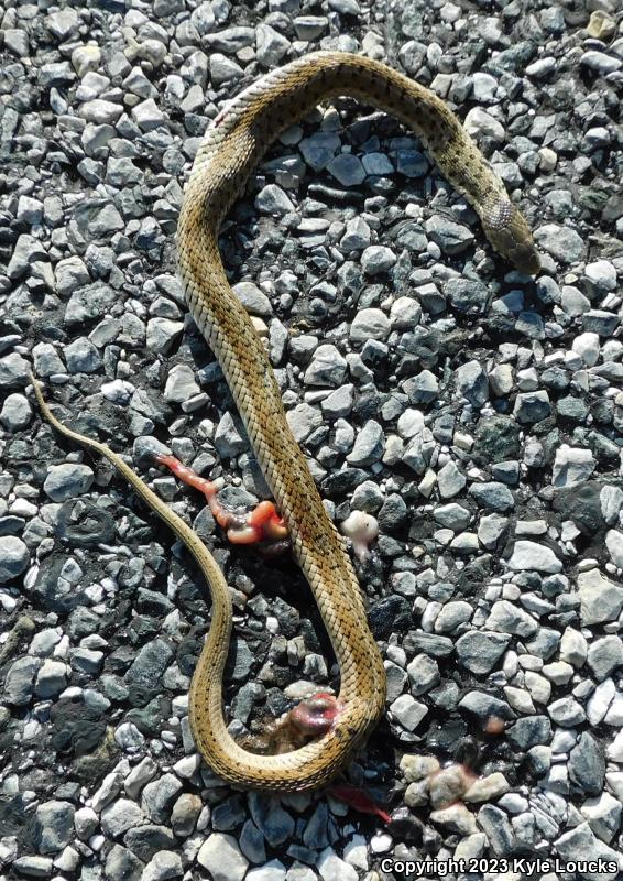 Eastern Gartersnake (Thamnophis sirtalis sirtalis)