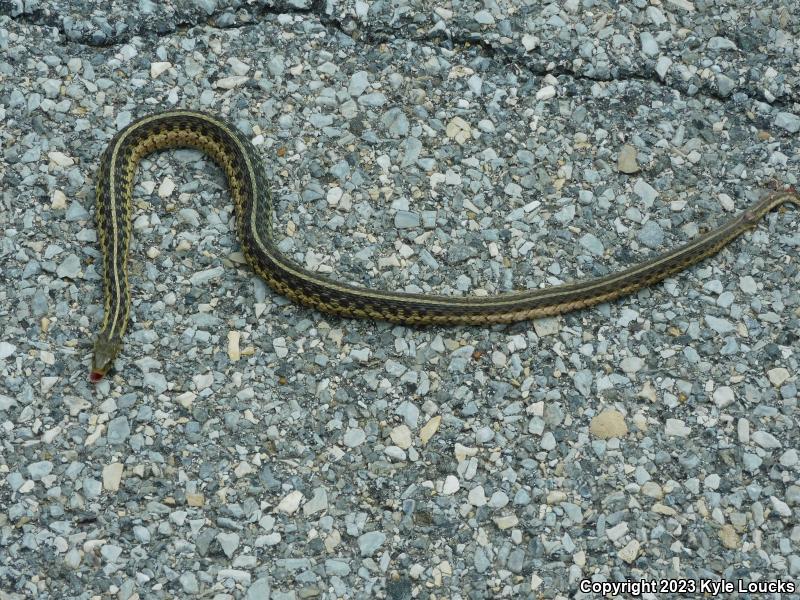 Eastern Gartersnake (Thamnophis sirtalis sirtalis)