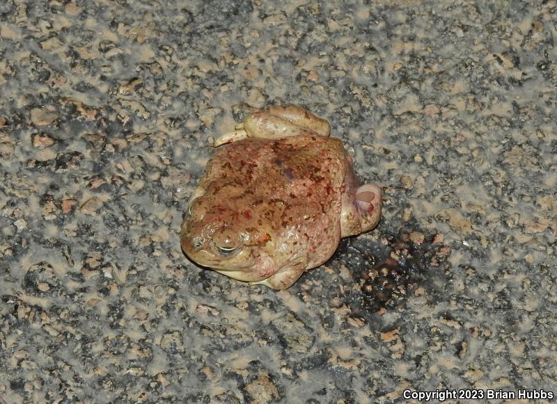 Mexican Spadefoot (Spea multiplicata)