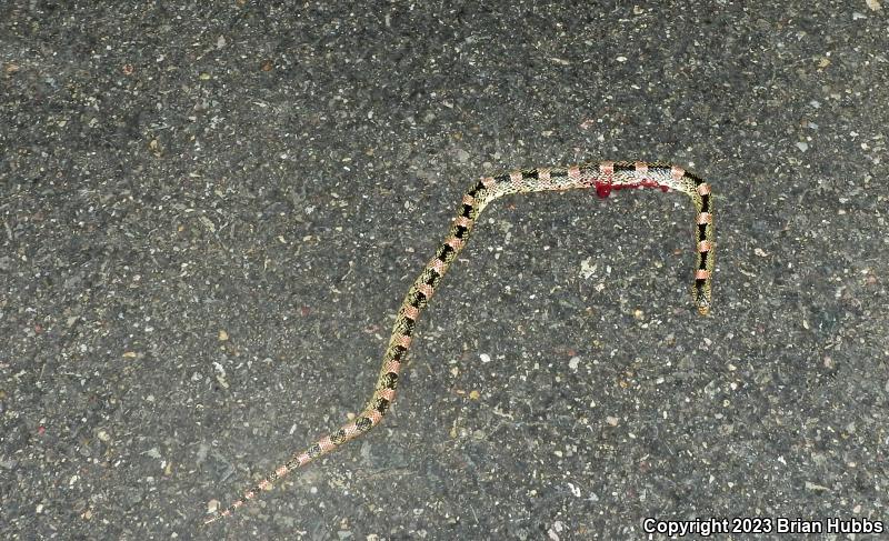 Western Long-nosed Snake (Rhinocheilus lecontei)