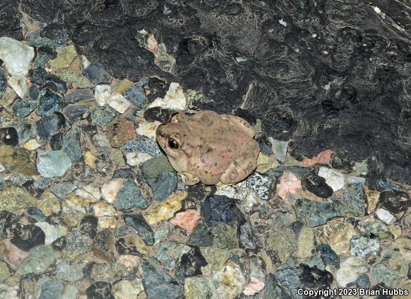 Mexican Spadefoot (Spea multiplicata)