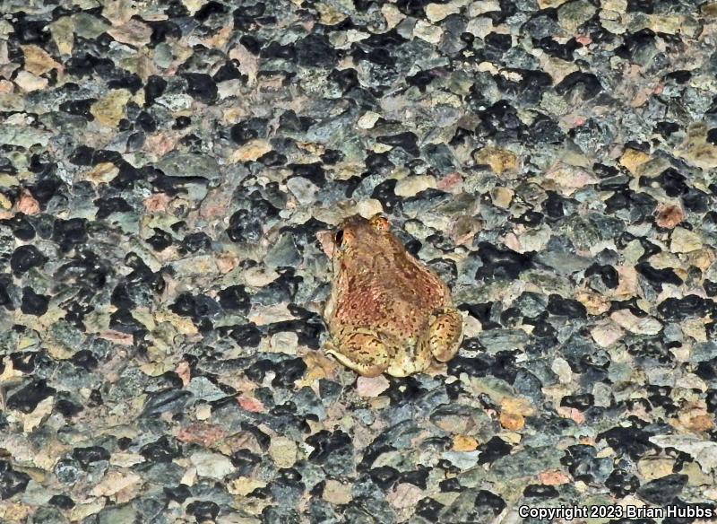 Mexican Spadefoot (Spea multiplicata)