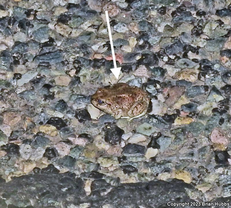 Mexican Spadefoot (Spea multiplicata)