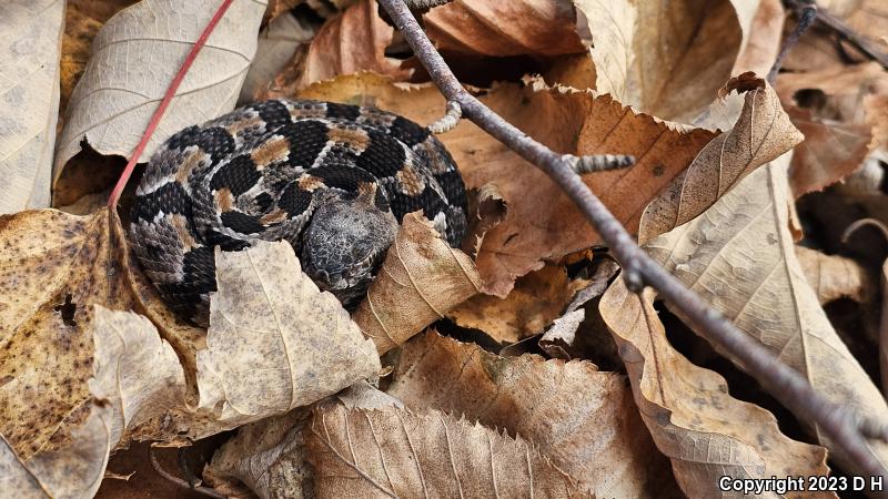 Timber Rattlesnake (Crotalus horridus)