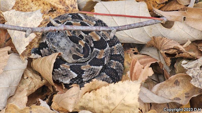 Timber Rattlesnake (Crotalus horridus)