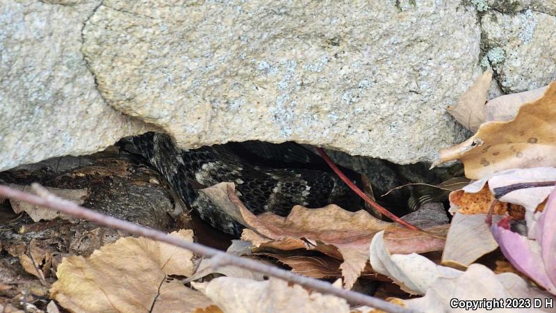 Timber Rattlesnake (Crotalus horridus)