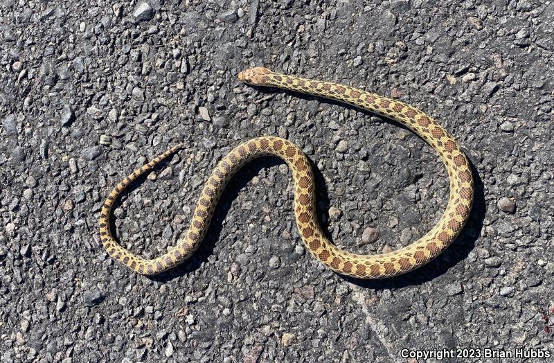 Pacific Gopher Snake (Pituophis catenifer catenifer)