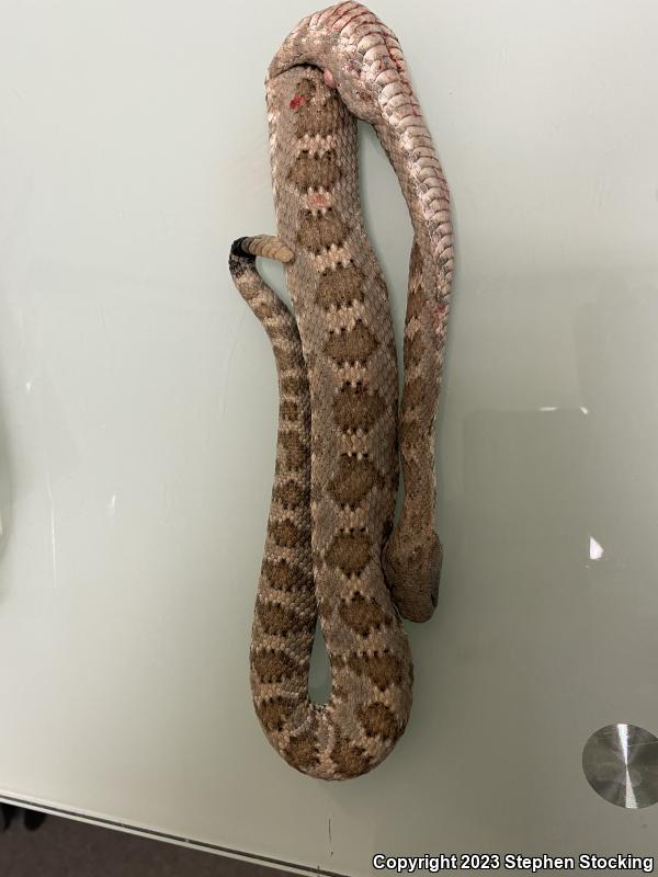 Panamint Rattlesnake (Crotalus stephensi)