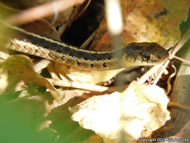 Eastern Gartersnake (Thamnophis sirtalis sirtalis)