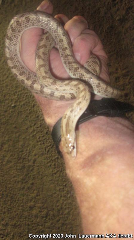 Mojave Glossy Snake (Arizona elegans candida)