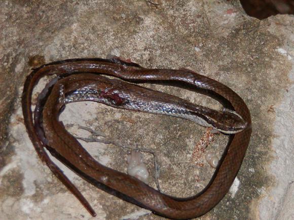 Black-striped Snake (Coniophanes imperialis clavatus)