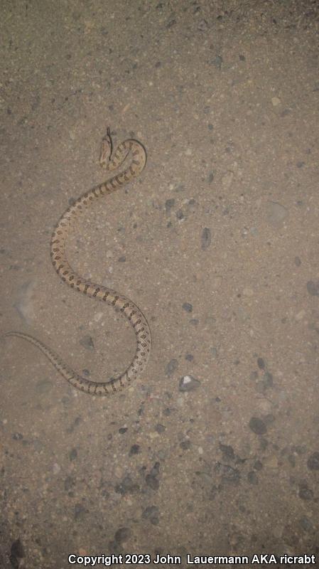 Mojave Glossy Snake (Arizona elegans candida)