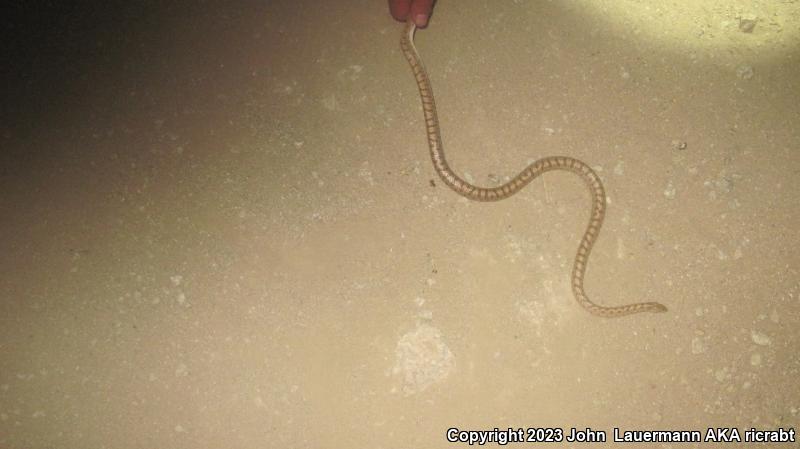 Mojave Glossy Snake (Arizona elegans candida)