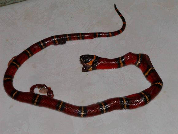 Veracruz Milksnake (Lampropeltis triangulum polyzona)