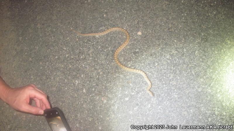 Mojave Glossy Snake (Arizona elegans candida)