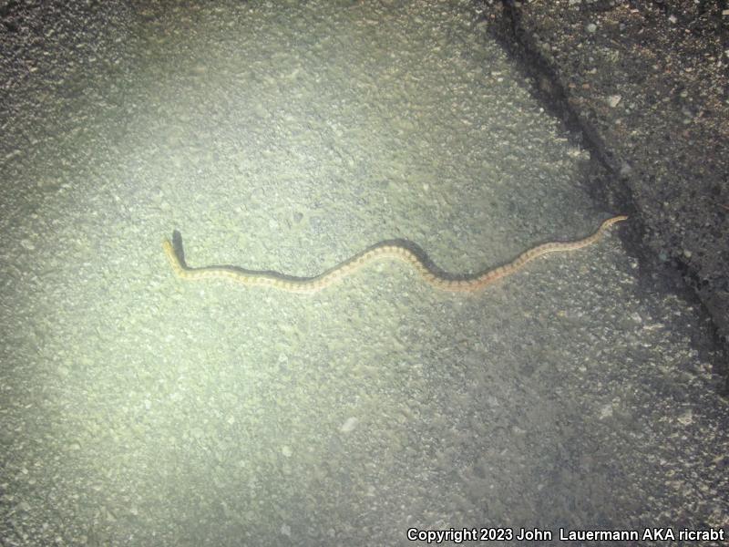 Mojave Glossy Snake (Arizona elegans candida)