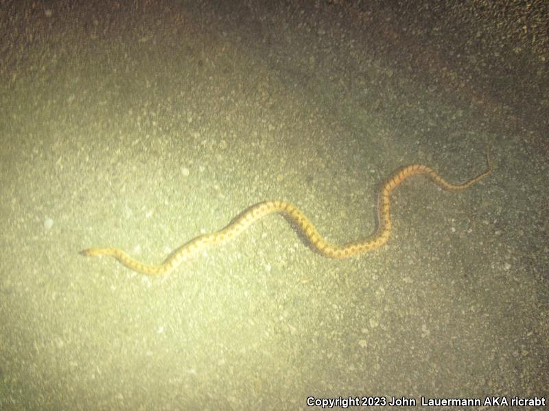 Mojave Glossy Snake (Arizona elegans candida)