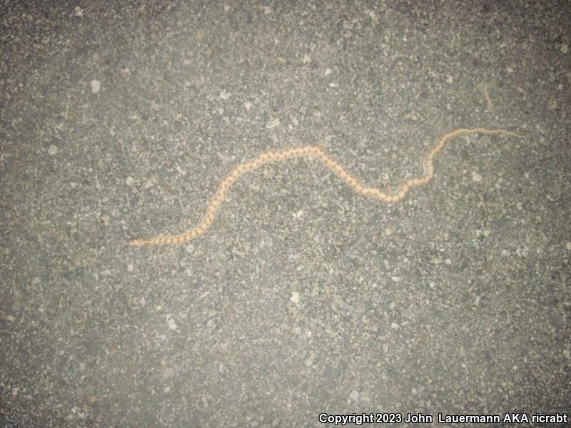 Mojave Glossy Snake (Arizona elegans candida)