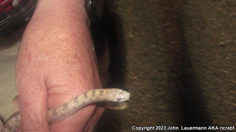 Spotted Leaf-nosed Snake (Phyllorhynchus decurtatus)