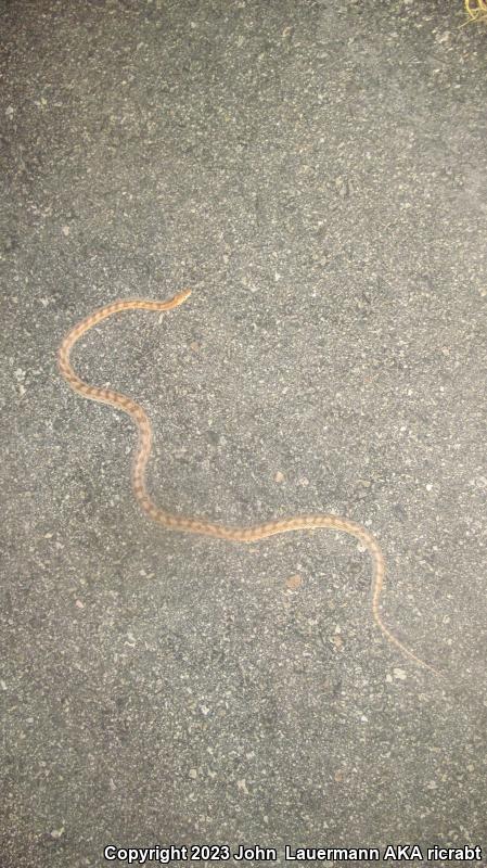 Mojave Glossy Snake (Arizona elegans candida)