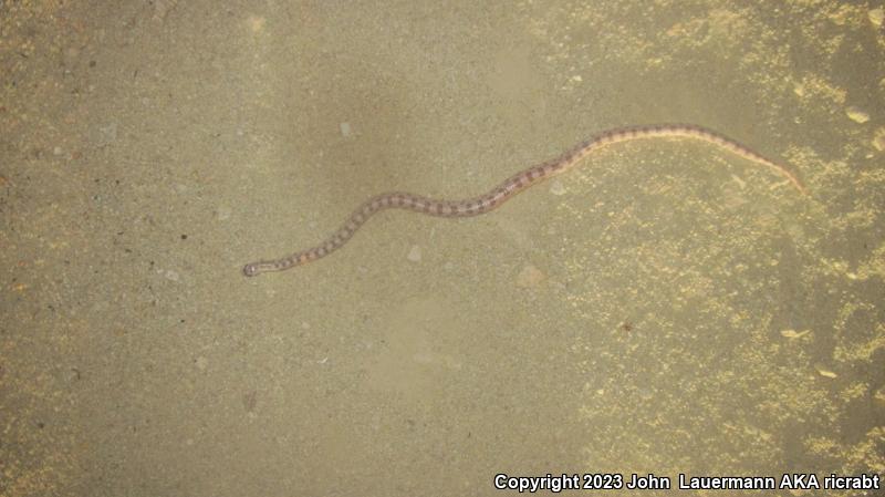 Spotted Leaf-nosed Snake (Phyllorhynchus decurtatus)