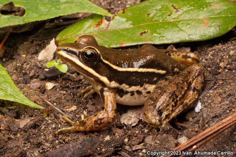 White-striped Frog (Lithobates pustulosus)