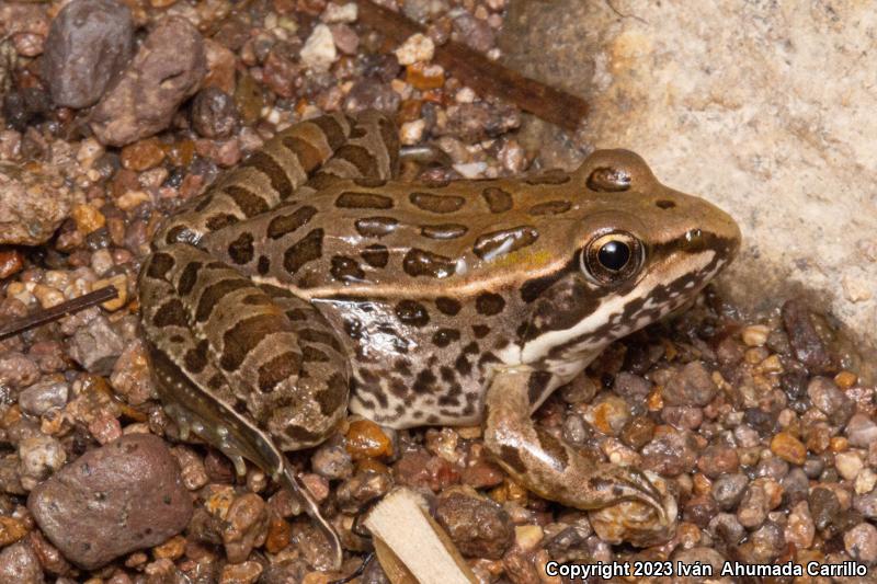 Transverse Volcanic Leopard Frog (Lithobates neovolcanicus)