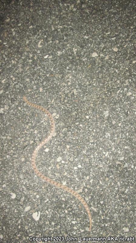 Mojave Glossy Snake (Arizona elegans candida)