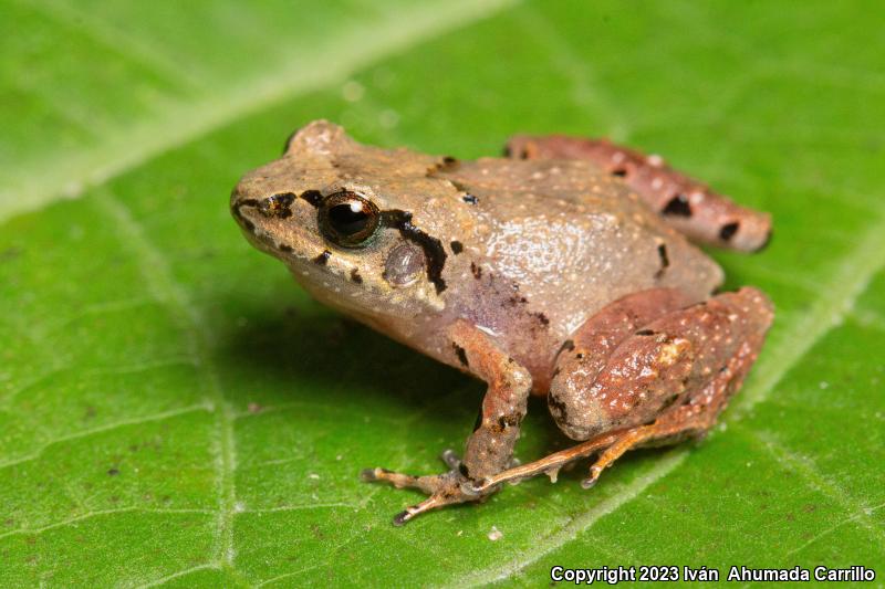 Pigmy Robber Frog (Craugastor pygmaeus)