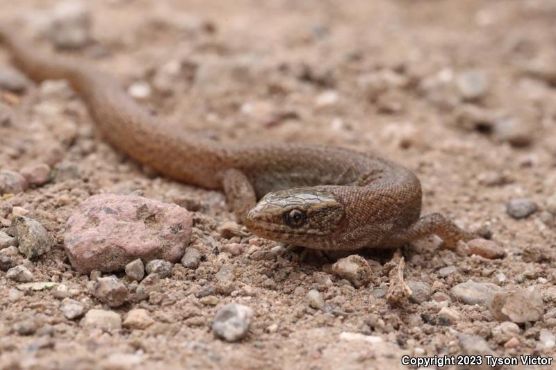Desert Night Lizard (Xantusia vigilis vigilis)