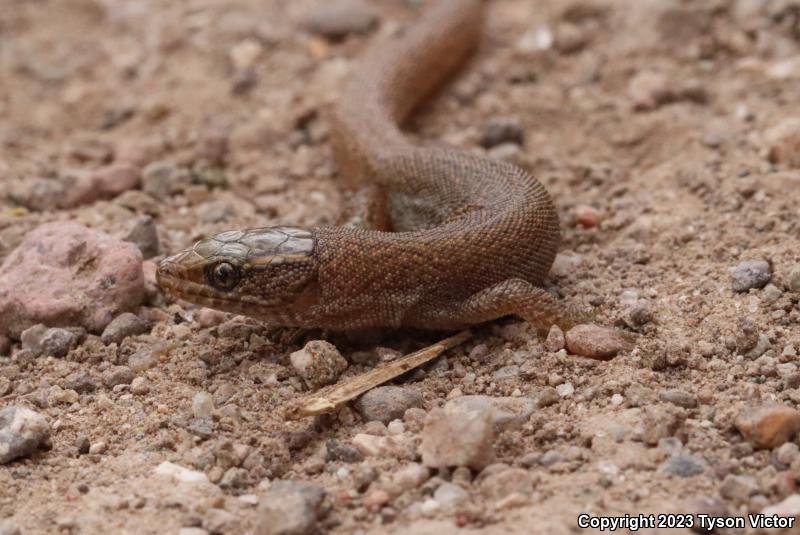 Desert Night Lizard (Xantusia vigilis vigilis)
