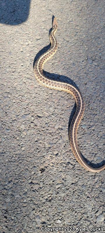 Eastern Gartersnake (Thamnophis sirtalis sirtalis)