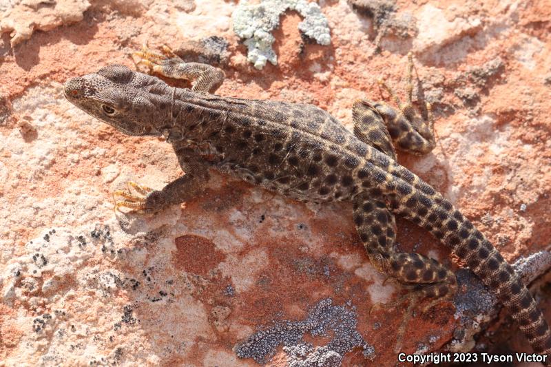 Longnose Leopard Lizard (Gambelia wislizenii)